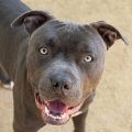 male gray Pit Bull dog