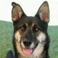 male black and brown German Shepherd dog