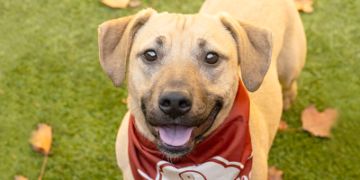 male tan and black German Shepherd mix dog