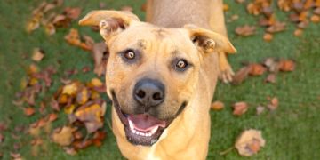 1-year-old female brown Pit Bull mix dog