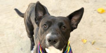 5-year-old male black and white Pit Bull dog