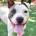 male white and brown Bully dog