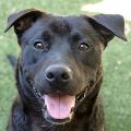 male black Labrador Retriever and Pit Bull mix dog