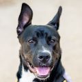 male black and white Pit Bull dog