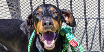 5-year-old female black and tan Doberman Pinscher dog
