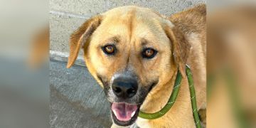 3-year-old female tan and white Pit Bull dog