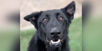 4-year-old male black German Shepherd mix dog