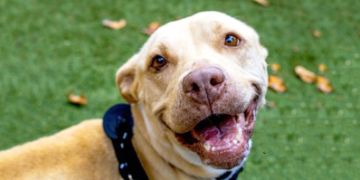 8-year-old female tan and white Pit Bull dog