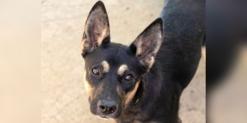 1-year-old female black and brown German Shepherd mix dog