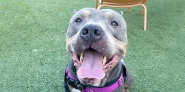 3-year-old male gray and white Pit Bull dog