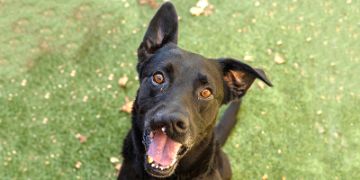 5-year-old male black and gray Labrador Retriever and Shepherd mix dog