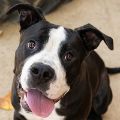 male black and white Mastiff dog