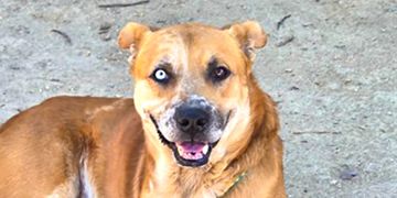 2-year-old male brown and white Shepherd mix dog