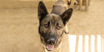 2-year-old male brown and black German Shepherd dog