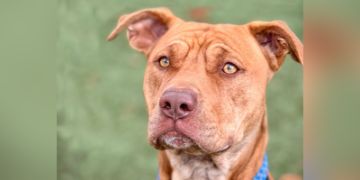 2-year-old male brown Pit Bull dog