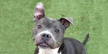 6-year-old male gray and white Pit Bull dog