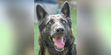 4-year-old female black and brown Shepherd mix dog
