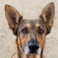 female brown and tan German Shepherd dog