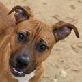 male brown and white Pit Bull and Rhodesian Ridgeback mix dog