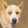 male tan and white Siberian Husky mix dog