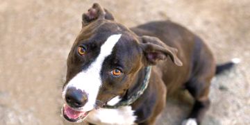 1-year-old female black and white Pit Bull mix dog