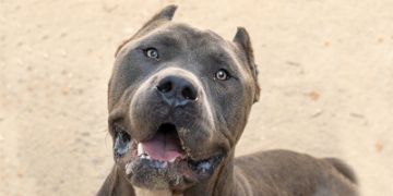 5-year-old male gray and white Pit Bull dog