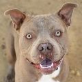 male tan and white Pit Bull dog