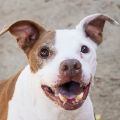 female brown and white Pit Bull dog