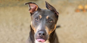 2-year-old male brown and white Pit Bull and Rottweiler mix dog