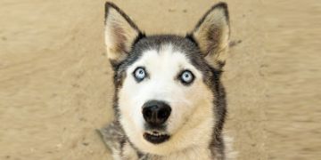 6-year-old female white and gray Siberian Husky dog