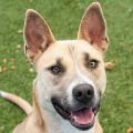 male cream and white Siberian Husky mix dog
