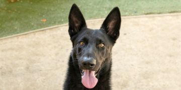 4-year-old male black German Shepherd mix dog