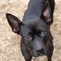 female black Pit Bull dog