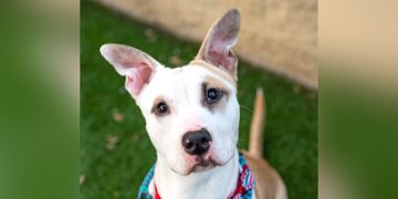 1-year-old female white and brown Pit Bull dog