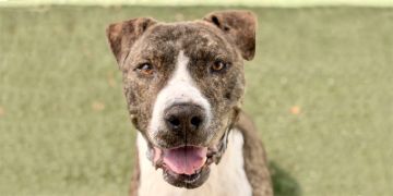10-year-old male brown brindle and white Pit Bull dog