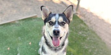 2-year-old male black and white Siberian Husky dog