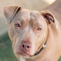 female blonde Pit Bull dog
