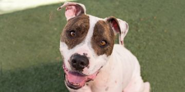 2-year-old male white and brown Pit Bull dog