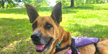 7-year-old female brown and white German Shepherd mix dog