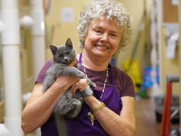 volunteer holding a small gray kitten in the cat adoption building