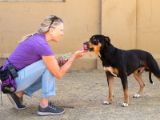 volunteer in a purple shirt and jeans bending down and giving a treat to a black and tan dog