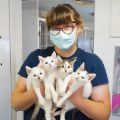 volunteer holding four white kittens in the medical building