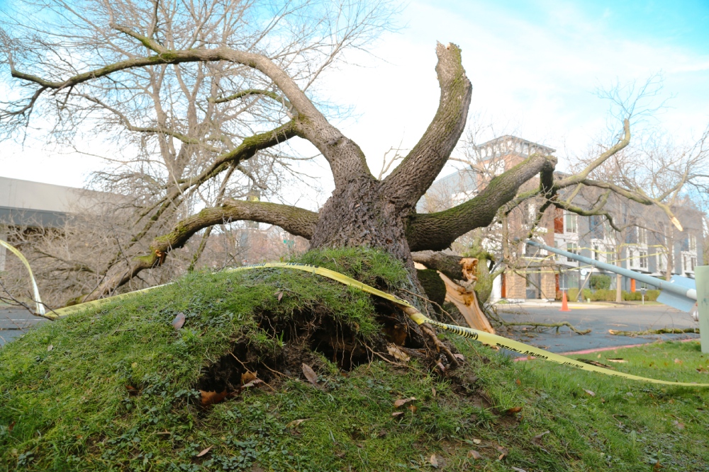 Weather and Natural Emergencies 