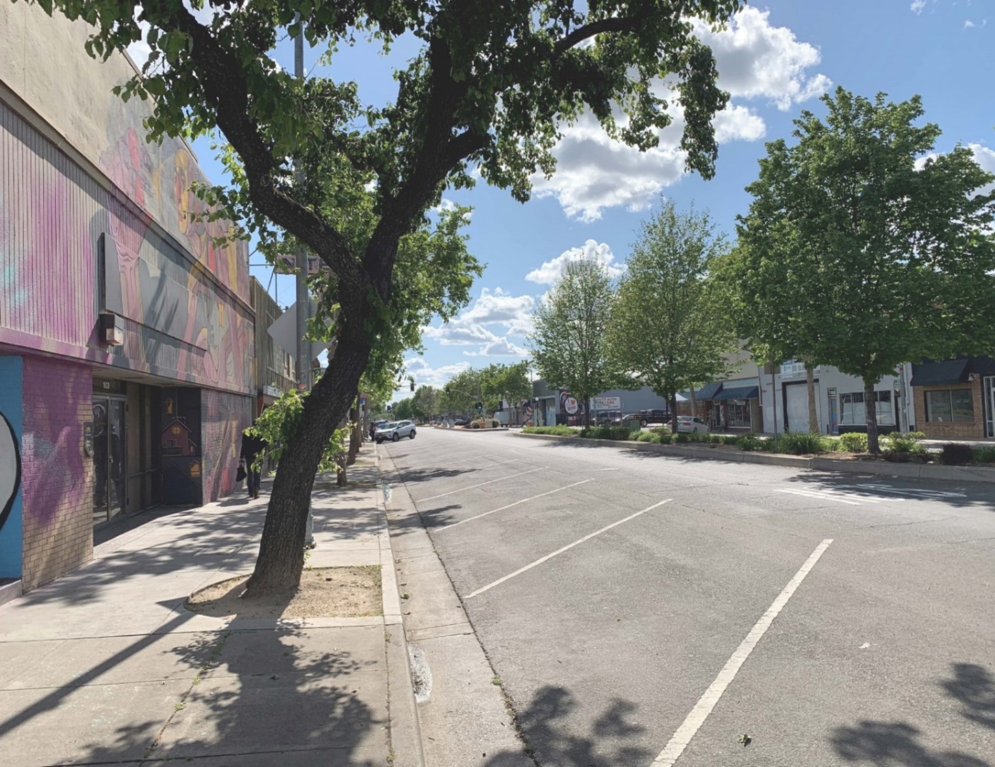 Photo of tree and road on Del Paso Boulevard.