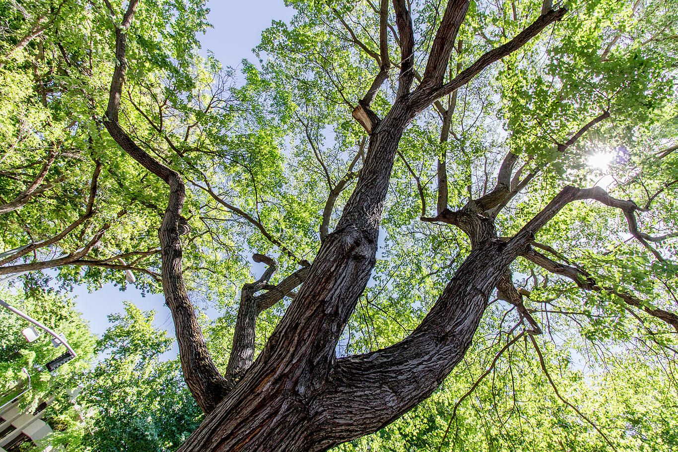 Image of a tree looking up into the canopy