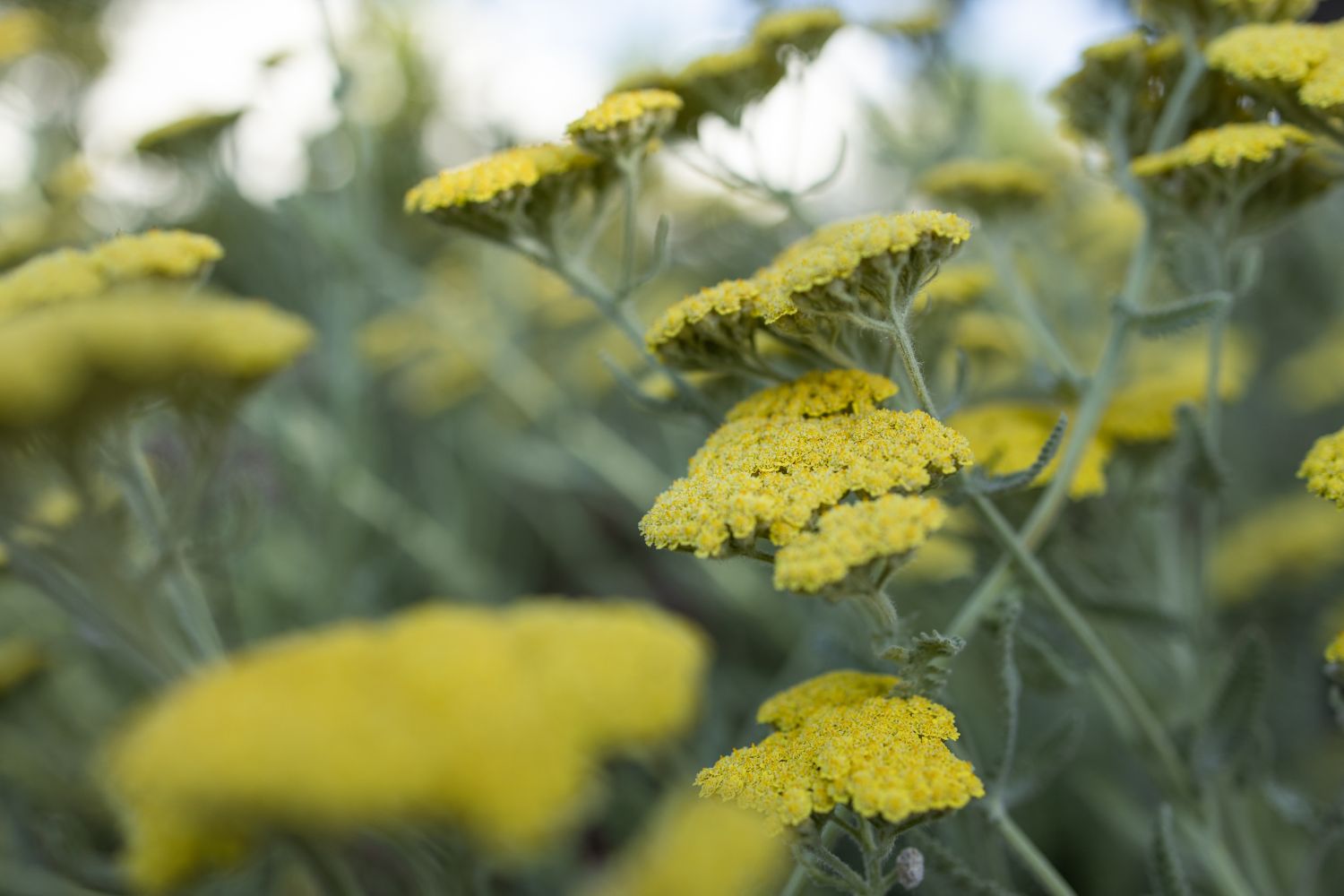 Image of yellow flowers