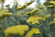 An image of yellow flowers