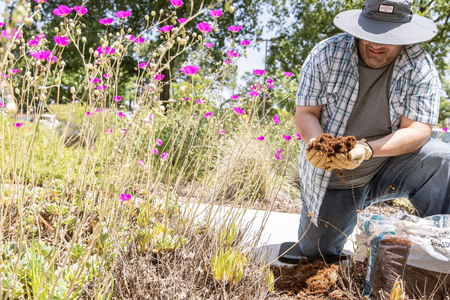 A man spreading mulch on plants