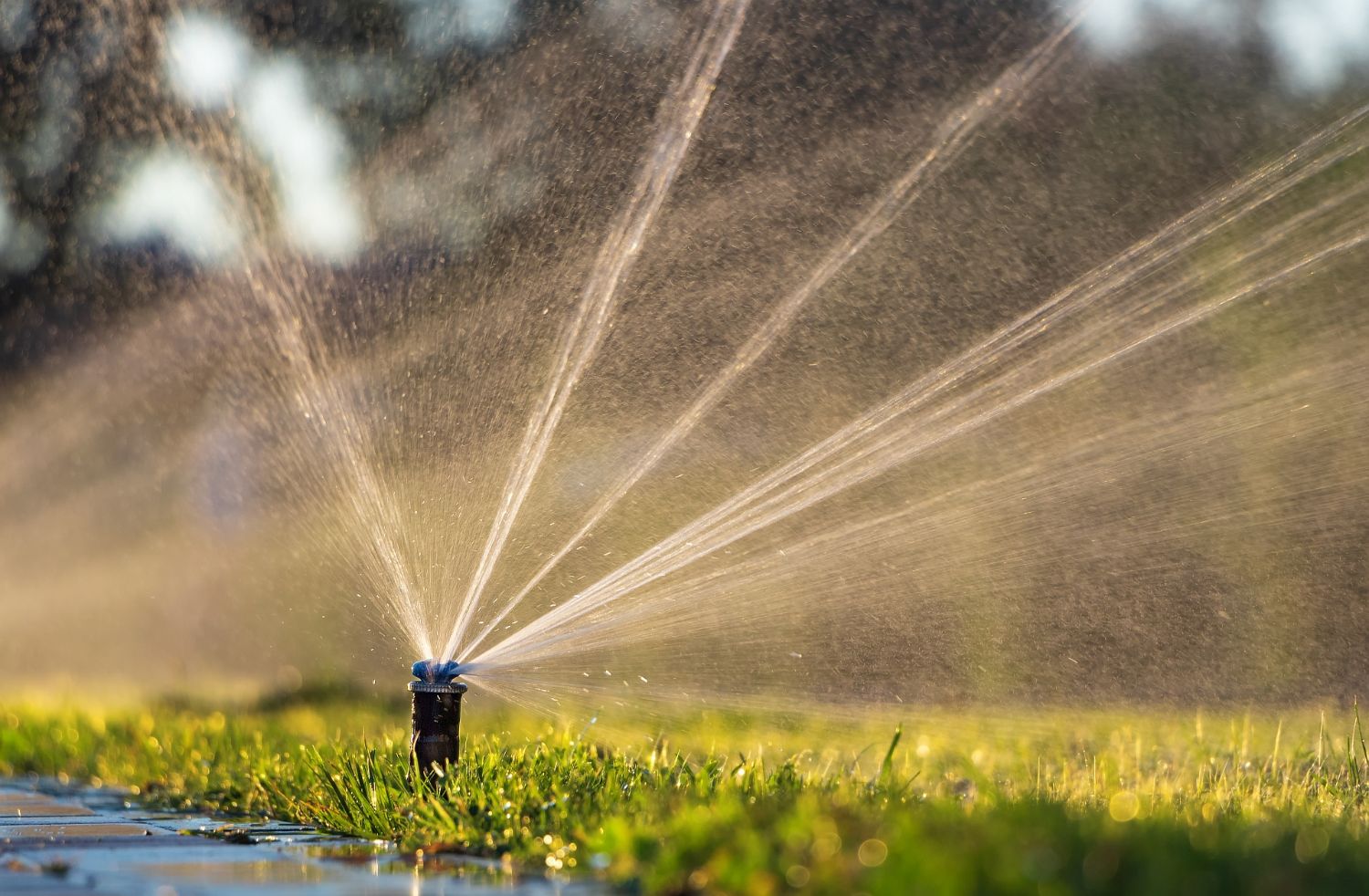 A sprinkler watering grass