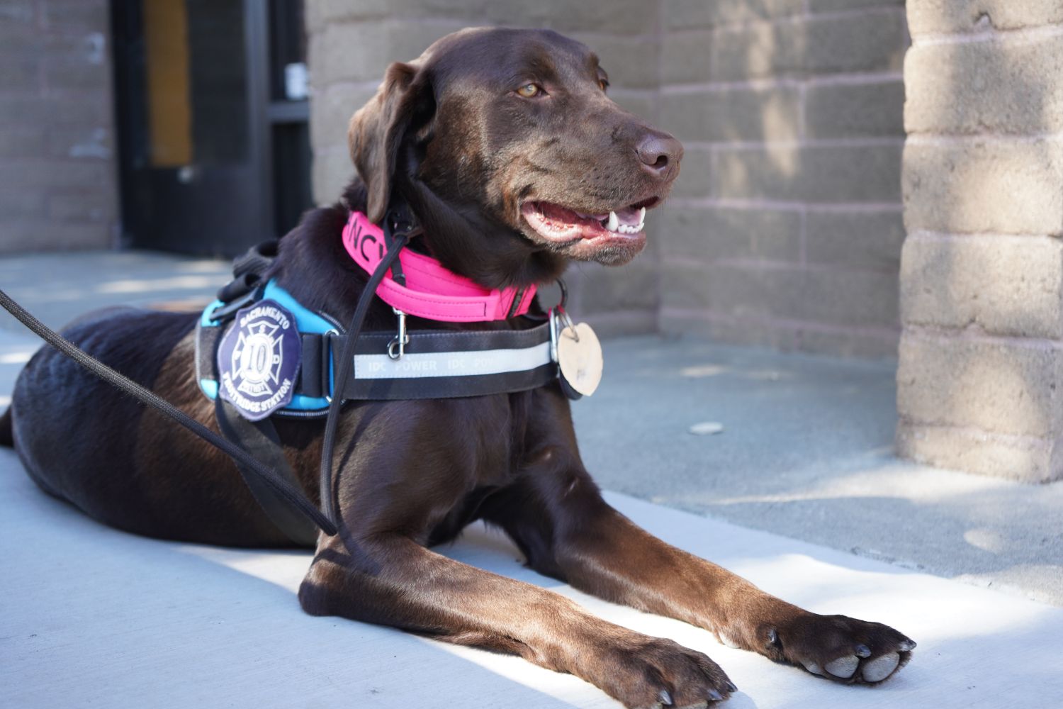 a photo of peer support canine named fancy 